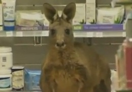 Раненый кенгуру сам пришел к людям в аптеку