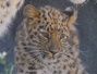 В Приморье в фотоловушку попался детеныш редчайшего леопарда