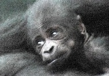 В Московском зоопарке горилла родила детеныша