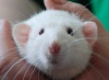 В Одессе выбирали самую красивую крысу