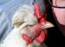 Австралийка искусственным дыханием спасла любимую курицу