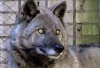 Полицейские Орска взяли на воспитание дикую волчицу