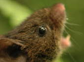 В лесах Панамы и Коста-Рики живут поющие мыши