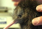 Первый птенец киви в природоохранном центре Новой Зеландии