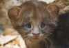 В зоопарке Праги родился детеныш дикой кошки ягуарунди