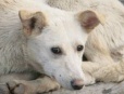 В Карелии запретят убивать бездомных собак и создадут приюты