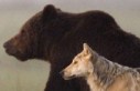 Уникальная дружба волчицы и медведя