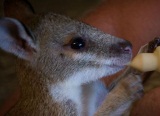 Австралийские волонтеры спасают животных