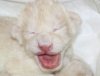 В зоопарке Тбилиси родились белые львята