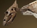В Канаде нашли скелет детеныша динозавра
