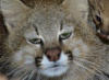 В Уругвайском зоопарке показали котят пампасской кошки