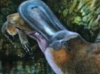 Палеонтологи открыли огромного зубастого утконоса