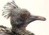 В зоопарке Майами впервые вылупился венценосный голубь