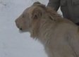 В крымском сафари-парке африканские львы гуляют по снегу