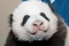 В Китае открылась школа для маленьких панд
