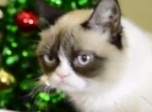 Grumpy Cat получила Звезду и снялась в клипе со звездными котами