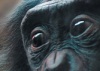У шимпанзе есть этические нормы