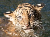В Смитсоновском зоопарке тигрятам устроили проверку водой