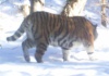 Тигрица Золушка может родить первого тигренка в ЕАО