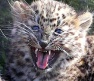 В немецком сафари-парке родились детеныши амурского леопарда