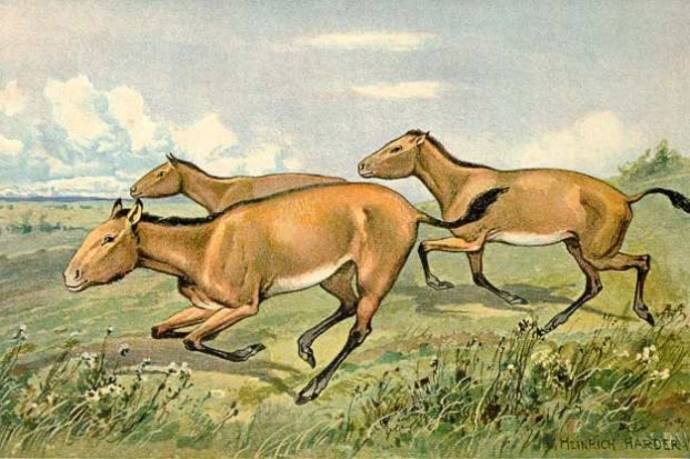 Гиппарион - трехпалая лошадь древности