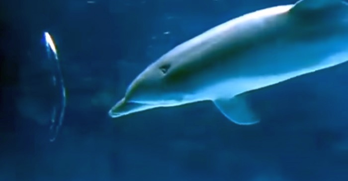Загадка колец дельфинов