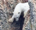 Невероятно смелый медведь на скале