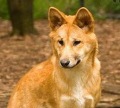 Австралийские собаки Динго родом из Китая