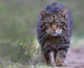 В Шотландии будут клонировать дикого кота