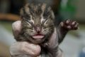 Три котенка кошки - рыболова родились в зоопарке Коламбуса