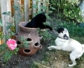 Минутка для умиления: Кот играет с мопсом в кувшине