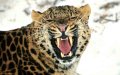 Призрак тайги - дальневосточный леопард