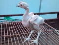 В Китае родился лысый цыпленок