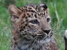 В Геленджике леопарды живут в вольере с козлятами