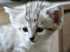 Зоопарк Брно показал трех детенышей барханной кошки
