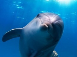 Биолог увидела, как дельфины спасли самоубийцу