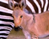 В Мексике родился уникальный гибрид осла и зебры - зонки