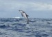 Стая дельфинов спасла английского пловца от акулы