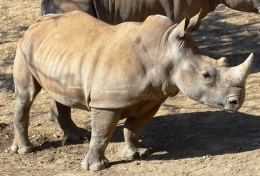 Ослик спас самку носорога от депрессии