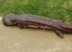 Японский школьник заснял редкую гигантскую саламандру