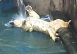Белый медведь Кай из Новосибирского зоопарка обрадовался воде