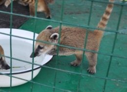 В армавирском зоопарке родились детеныши коати