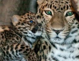 В сочинском нацпарке подрастает детеныш леопарда