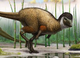 В Сибири найдены останки пернатых динозавров