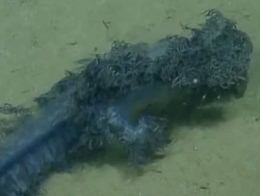 Под водой обнаружили необычное существо