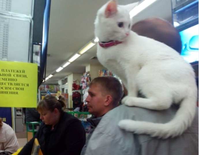 Житель Белово гуляет по городу с белым котом на плече