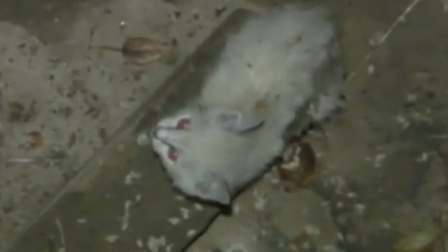 Спасатели Хабаровска вытащили котенка из заброшенного колодца