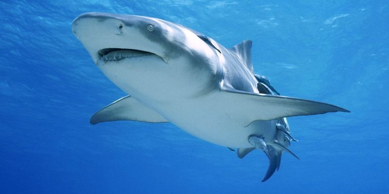 Ученые заявляют, что у акул тоже есть характер