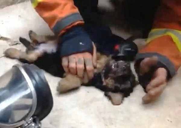 Испанский пожарный реанимировал щенка
