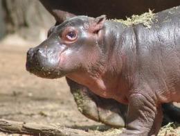 В австралийском зоопарке родился долгожданный бегемотик